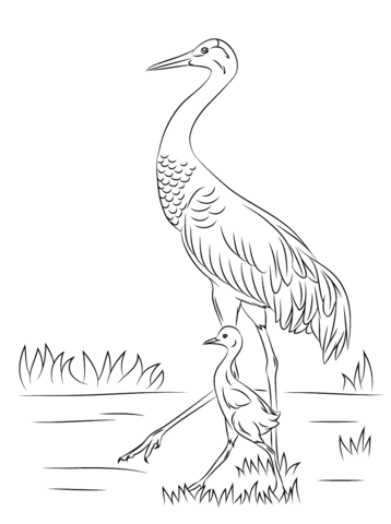 Sandhill Crane With Cute Baby Chick Coloring Page